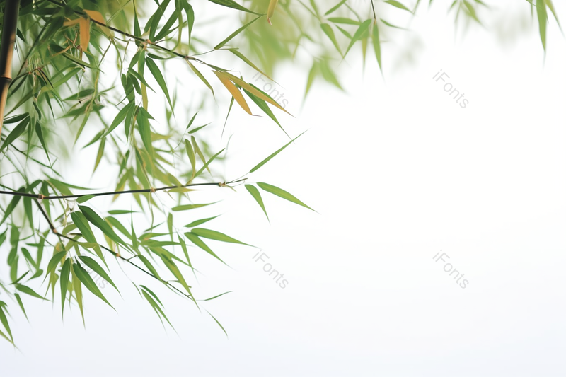 文人墨客四君子竹子白底图实拍,高清,摄影图,摄影图片,图片大全,摄影图免费下载